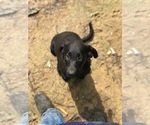Small Photo #2 Labrador Retriever Puppy For Sale in SPENCER, TN, USA