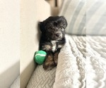 Small #2 Dachshund Mix