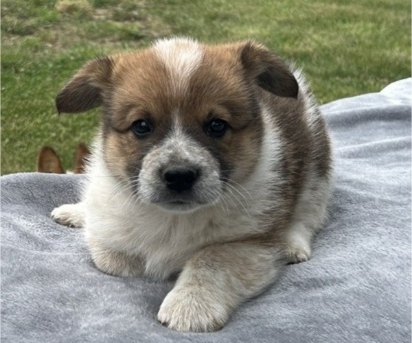 Medium Photo #1 Pembroke Welsh Corgi Puppy For Sale in DRAKESVILLE, IA, USA