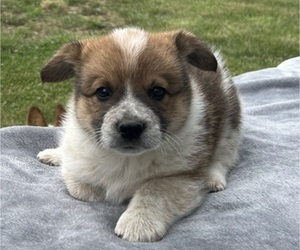Medium Pembroke Welsh Corgi