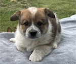 Puppy Puppy 1 Pembroke Welsh Corgi