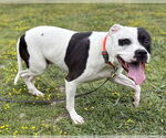 Small #3 American Pit Bull Terrier Mix
