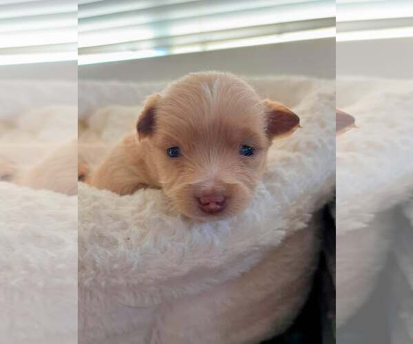 Medium Photo #3 Maltese-Unknown Mix Puppy For Sale in Corona, CA, USA