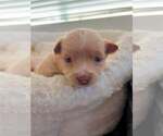 Small #2 Maltese Mix