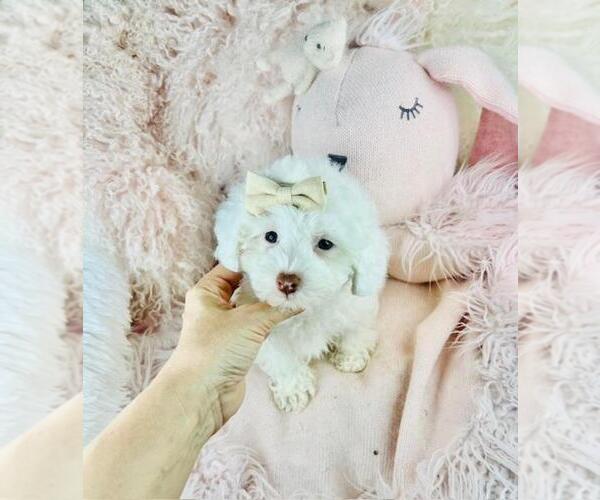 Medium Photo #1 Poodle (Toy) Puppy For Sale in DEAL, NJ, USA