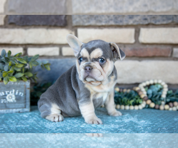 Medium Photo #2 French Bulldog Puppy For Sale in SUGARCREEK, OH, USA