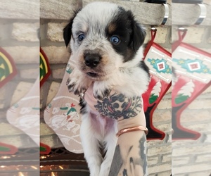 Miniature Australian Shepherd Puppy for sale in MILTON, WI, USA
