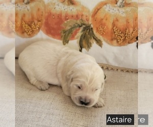 Medium Golden Retriever