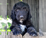 Puppy Murphy Sheepadoodle