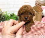 Small Photo #1 Poodle (Toy) Puppy For Sale in SAN JOSE, CA, USA