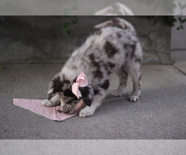 Medium Photo #20 Australian Shepherd Puppy For Sale in MODESTO, CA, USA