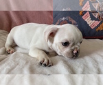 Small Photo #8 French Bulldog Puppy For Sale in JOHNS ISLAND, SC, USA