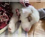 Small Photo #3 Border Collie Puppy For Sale in CHULA VISTA, CA, USA