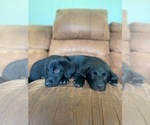 Small Photo #1 Shepradors Puppy For Sale in GLADYS, VA, USA