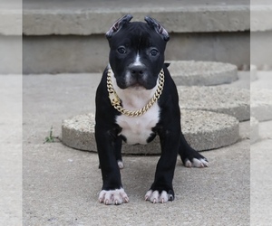 American Bully Puppy for sale in CHAMPAIGN, IL, USA