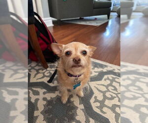 Chihuahua-Unknown Mix Dogs for adoption in Plainfield, IL, USA