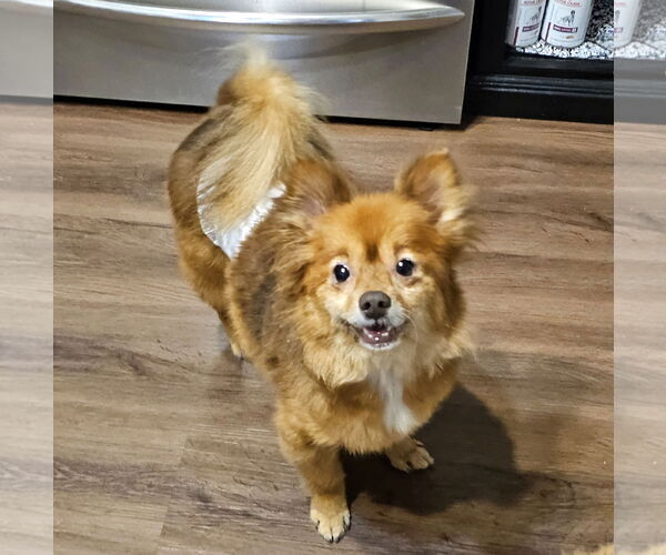 Medium Photo #2 Pom-A-Poo Puppy For Sale in Lebanon, PA, USA