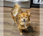 Small #1 Pom-A-Poo