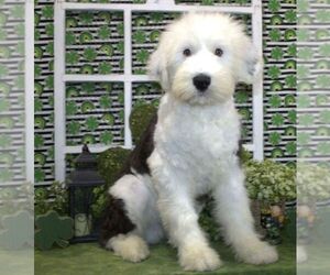 Old English Sheepdog Puppy for sale in HUTCHINSON, KS, USA