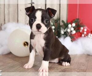 Boston Terrier Puppy for sale in MOUNT VERNON, OH, USA