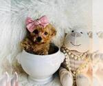 Small #17 Poodle (Toy)