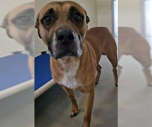 Black Mouth Cur Dogs for adoption in Sanford, FL, USA