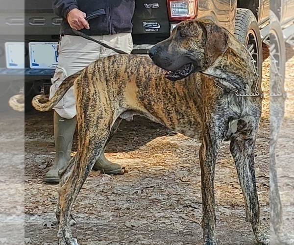 Medium Photo #1 Great Dane Puppy For Sale in CADILLAC, MI, USA