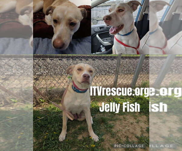 Medium Photo #10 Labsky Puppy For Sale in Evansville, IN, USA