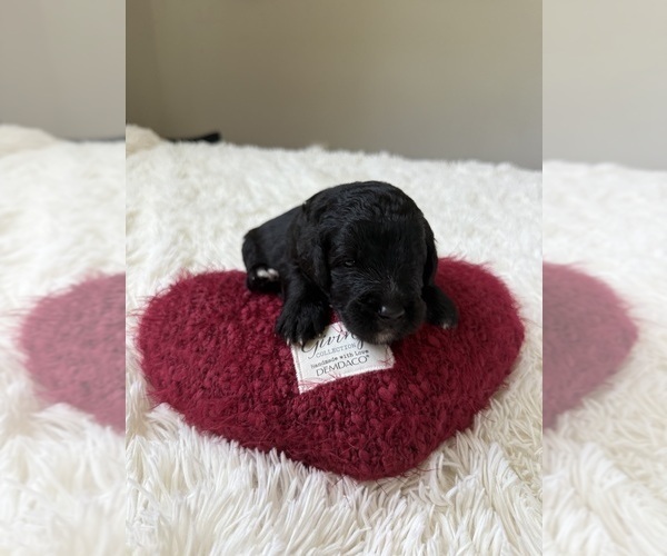 Medium Photo #122 Bernedoodle Puppy For Sale in BELMONT, NC, USA