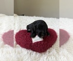 Small #121 Bernedoodle