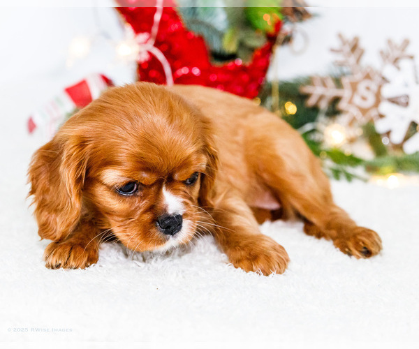 Medium Photo #15 Cavalier King Charles Spaniel Puppy For Sale in WAKARUSA, IN, USA