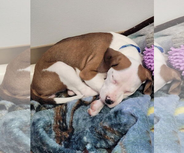 Medium Photo #7 Mutt Puppy For Sale in Spotsylvania, VA, USA