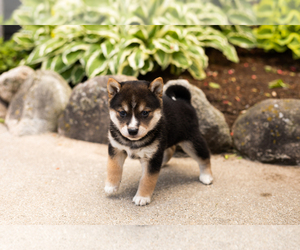 Shiba Inu Puppy for sale in MILLERSBURG, IN, USA