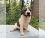 Small Australian Shepherd-Boston Terrier Mix