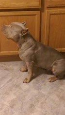 Mother of the American Bully puppies born on 02/10/2018