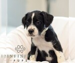 Small #2 French Bulldog-Goldendoodle Mix