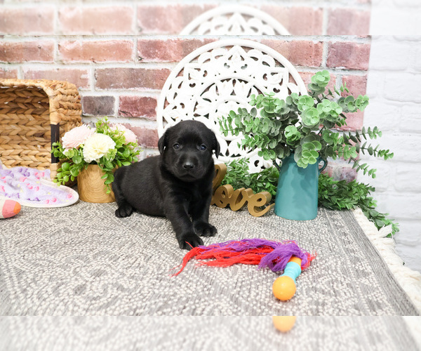 Medium Photo #6 Labrador Retriever Puppy For Sale in SYRACUSE, IN, USA