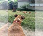 Small Photo #5 Mutt Puppy For Sale in Poplar Bluff, MO, USA