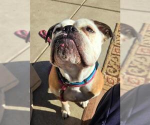 American Bulldog Dogs for adoption in Sacramento, CA, USA