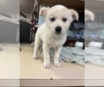 Small Mutt