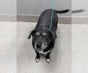Mutt Dogs for adoption in Las Vegas, NV, USA