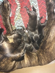 Cane Corso Puppy for sale in STEPHENVILLE, TX, USA