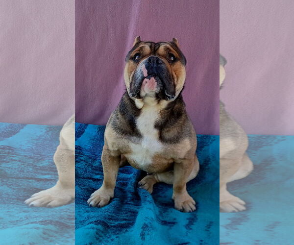 Medium Photo #1 Bulldog Puppy For Sale in Apple Valley, CA, USA