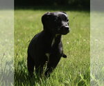 Small #3 Shepweiller
