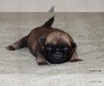 Puppy Buddy Pug