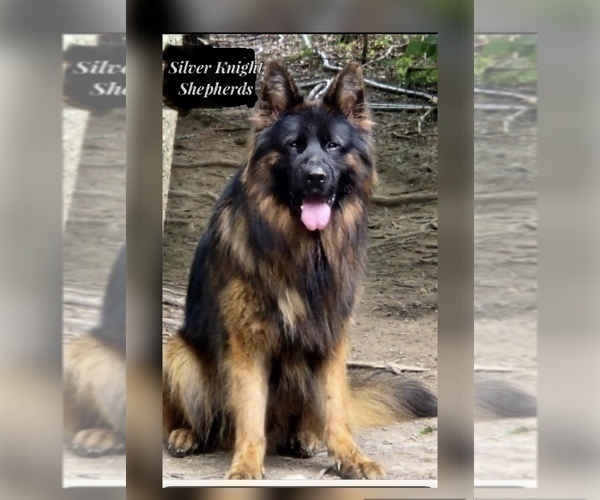 Medium Photo #1 German Shepherd Dog Puppy For Sale in WALLA WALLA, WA, USA