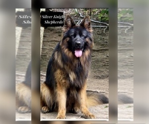 Father of the German Shepherd Dog puppies born on 11/10/2025