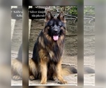 Small Photo #1 German Shepherd Dog Puppy For Sale in WALLA WALLA, WA, USA