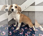 Small #3 Mutt