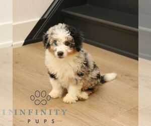 Bernedoodle (Miniature) Puppy for sale in PARADISE, PA, USA